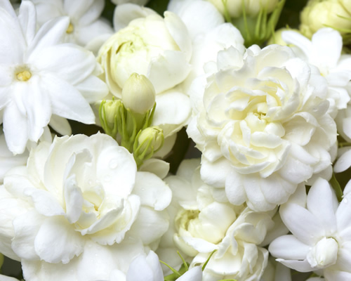 flores-blancas